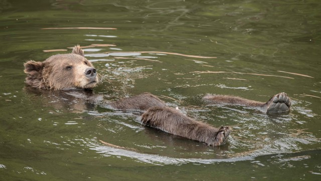 Fortress of the Bear